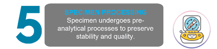 Specimens Processing